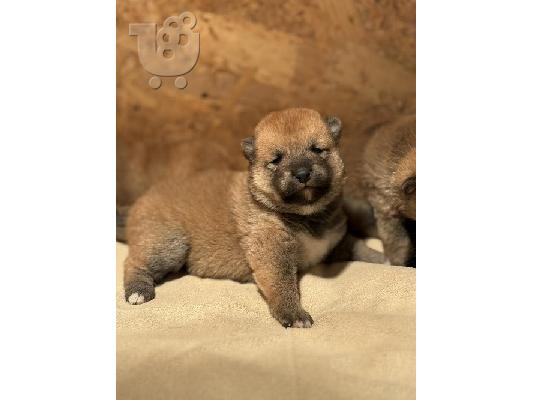 PoulaTo: Κουτάβια Shiba Inu